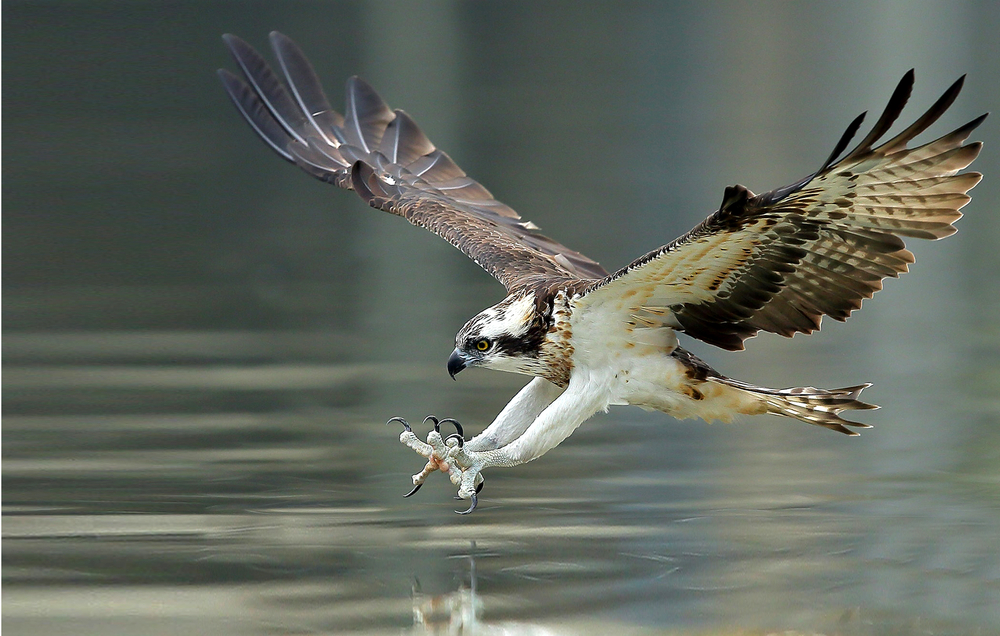 An osprey descending into the water to grab dinner over Lake Maruepas. 