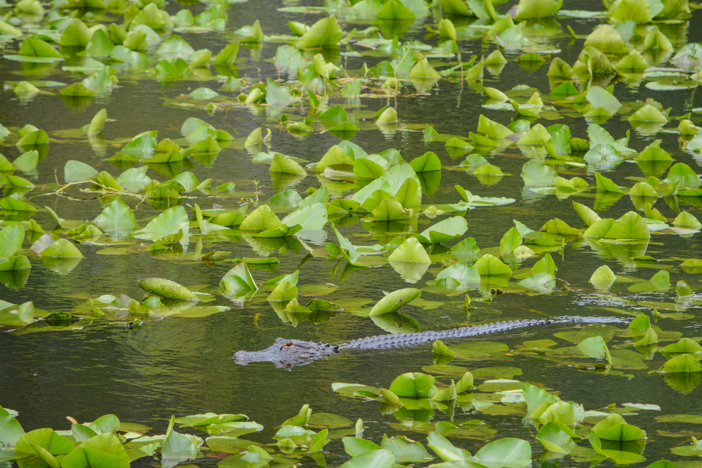 An alligator swimming through the marsh waters at Swamp Walk, one of the coolest free things to do in Hammond, Louisiana. 