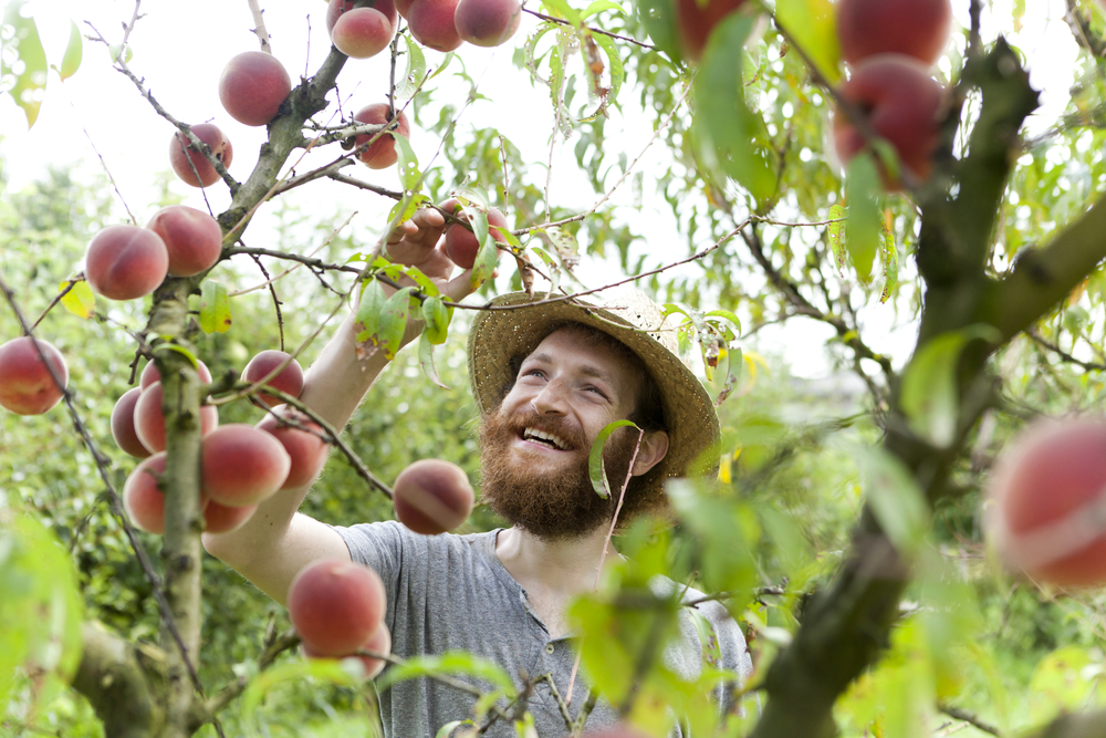 A man with a beard wearing a hat smiles as he picks peaches at Berry Good Farms, one of the great peach farms in Georgia. 