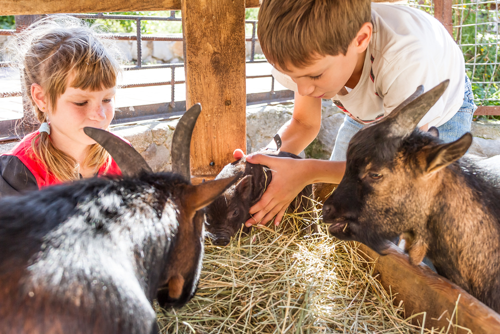 A young boy and girl petting goats at the petting zoo at Georgia Peach Farm, one of the best peach orchards in Georgia.