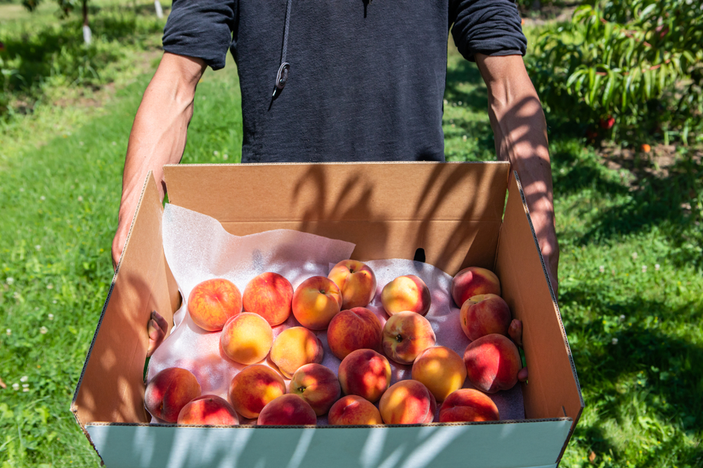 Man carrying a box of fresh picked peaches from Gregg Farms. 