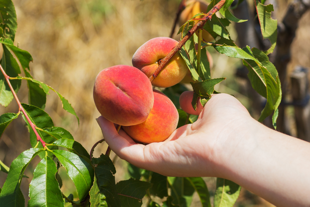 A hand peach picking in Georgia at Dickey Farms.