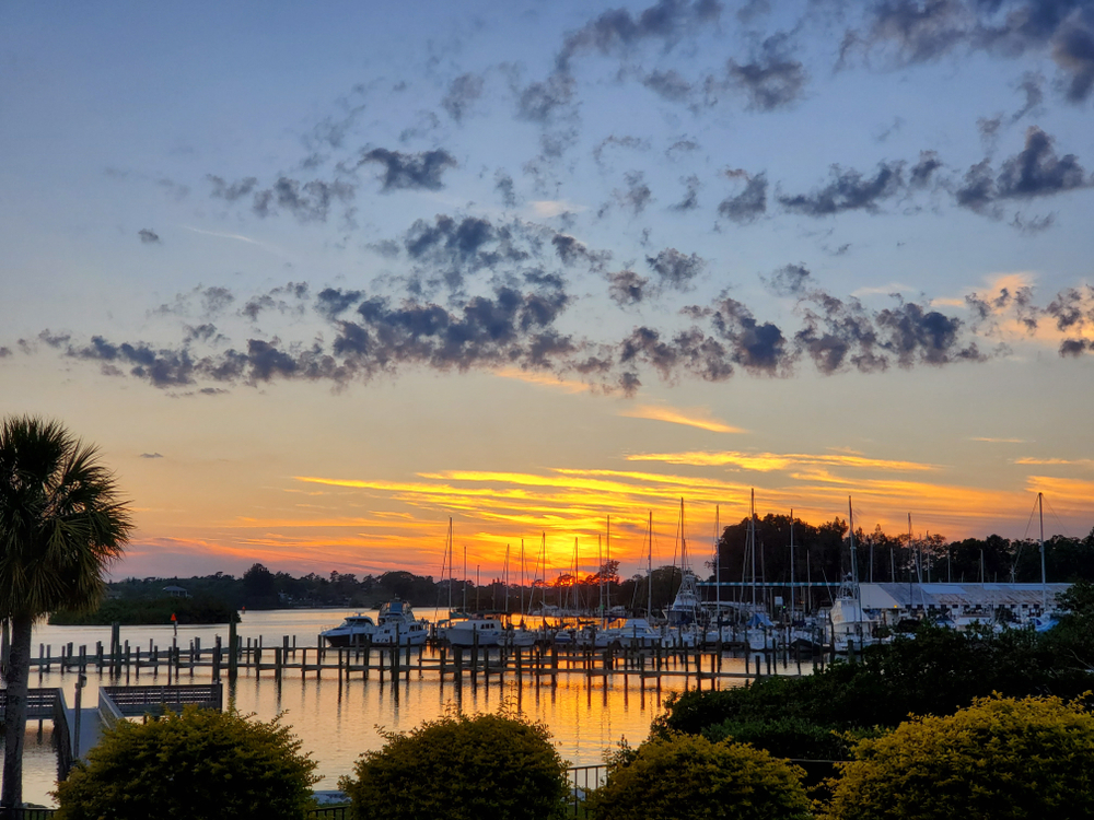 a sunset over the marina in tarpon springs, palm tree on the left and trees in the foreground before the water