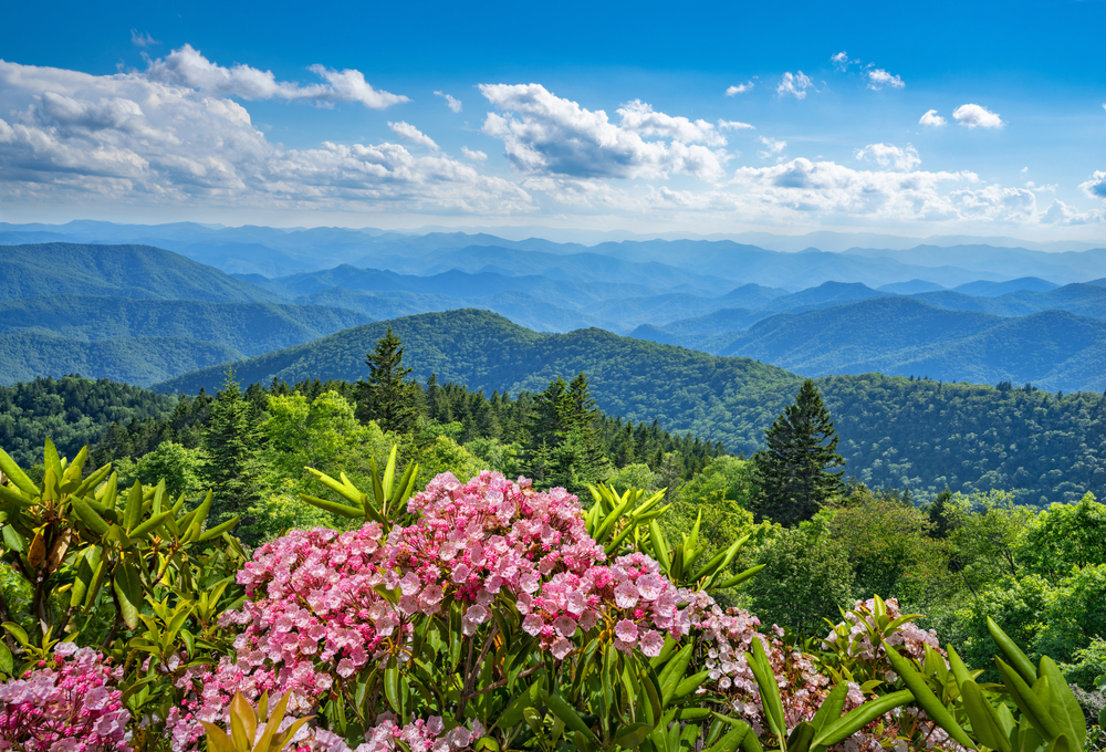 Spring in North Carolina has pink flowers in bloom in the Blue Ridge mountains. 