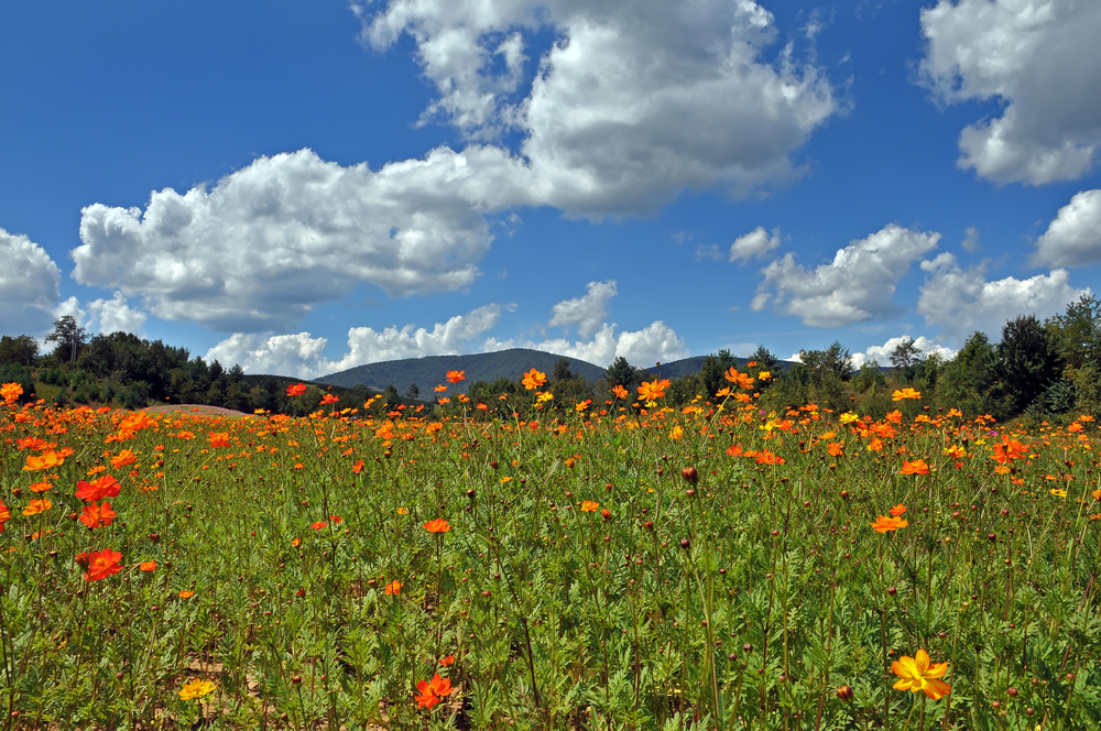 A field of wildflowers with a blue sky and clouds, a beautiful view of spring in North Carolina. 