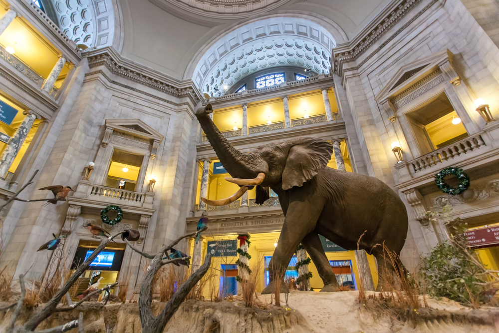 a large elephant statue in the middle of a tall museum surrounded by birds and vegetation in one of the best landmarks in Washington DC