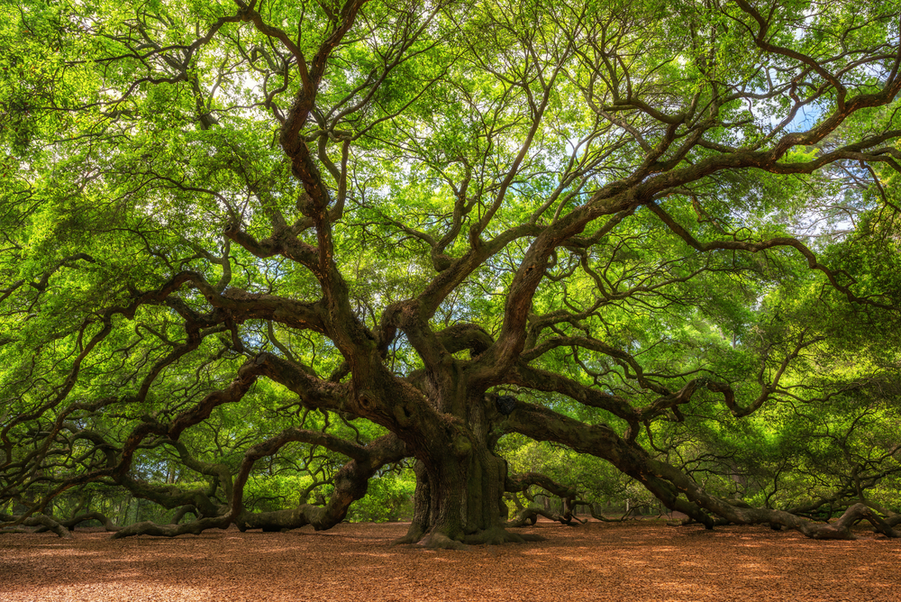 a huge ancient oak tree with sagging branches that are resting on the ground