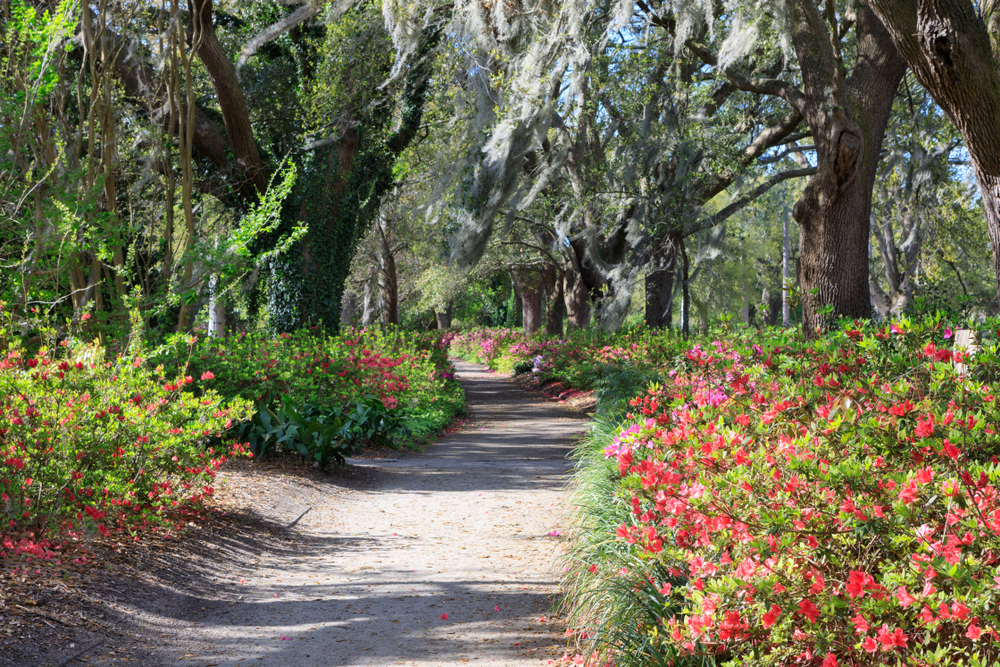 a sand pathway through a park, spanish moss hanging from the trees above and there are colorful flowers lining the sandy path, a hidden gem in charleston 